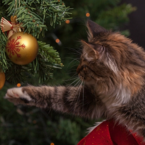 Holiday Safety Tips for Pets: Cat next to a christmas tree 
