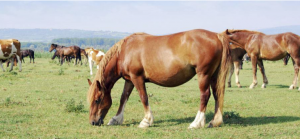 Omega-3 Fatty Acids Benefit Foaling Mares Before Rebreeding