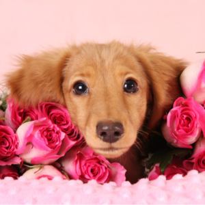 Valentine’s Day Pet Safety Tips