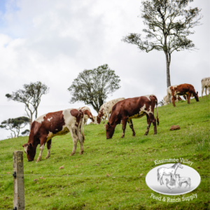 Considerations for This Growing Season cows in pasture with KVF logo