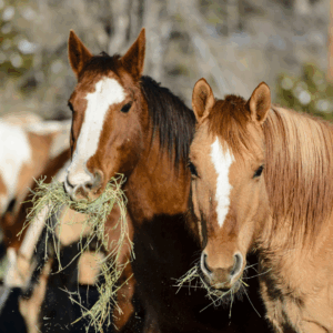 10% Off All

FoxFarm Products

FoxFarm is passionate about producing the finest soil mixes, fertilizers, and micro-brewed liquid plant foods. Their formulas are greenhouse tested to ensure quality and consistency. Get 10% off this month.: two horses eating hay are pictured