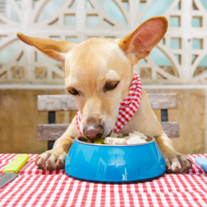 A small dog eats food from a bowl