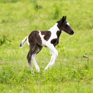 Signs of a Healthy Foal: photo of a spotted foal in a meadow