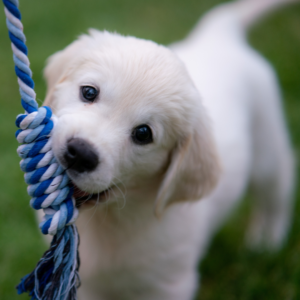 Puppy Adoption Guide: photo of a cute little blonde puppy chewing on a toy