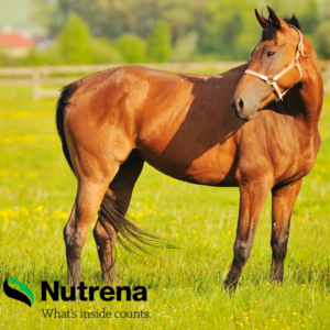 May 2023 Astro Sales and Specials: a horse standing in a field with the Nutrena logo, which says "Whats inside counts"