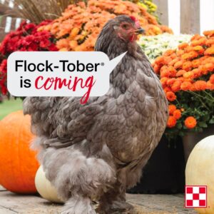 Free Coop Sign During Flocktober at Kissimmee Valley Feed