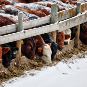 Cattle eating behinf fence in winter