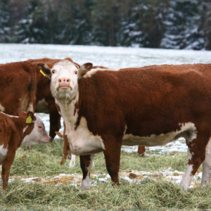 cattle grazing in winter