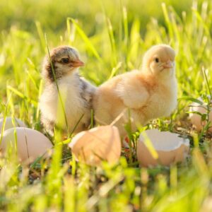 Everything you Need to Know about Raising Baby Chicks