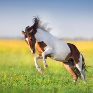 Healthy horse in summer field