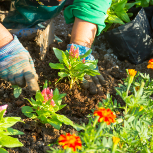 Summer Gardening, Planting Flowers
