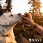 October 2024 Astro Sales at Store #2: NAAVI pet food