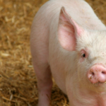 Show Pigs Arriving Soon