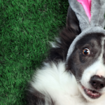 easter dog slider