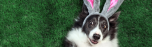 Do wearing easter bunny ears