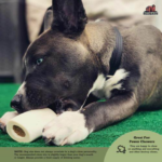 Dog chewing on Redbarn Peanut Butter Filled Bones
