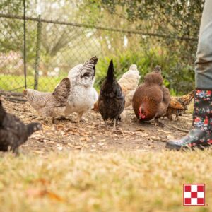 Summer Flock
