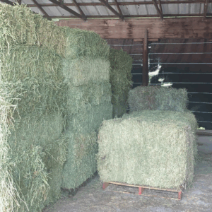 Specialty Hay at Kissimmee Valley Feed in St. Cloud, FL.
