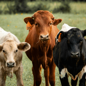 Three calves standing next to each other 