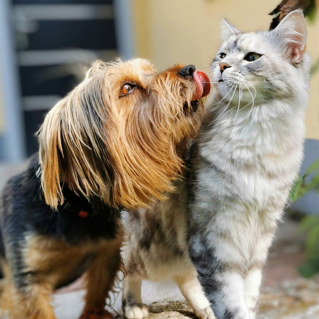 photo of a kitty and dog close together - they look happy! Read this Guide for New Pet Owners and yours will too!