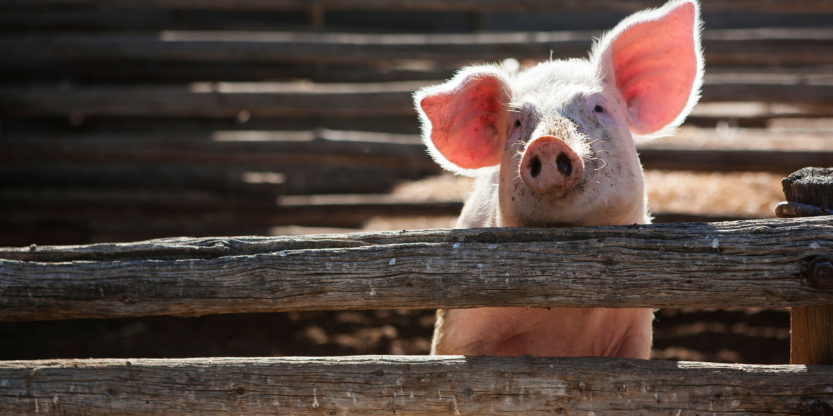 Show Pig