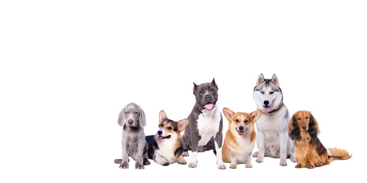 Sniff N Search Snuffle Mat Dogs
