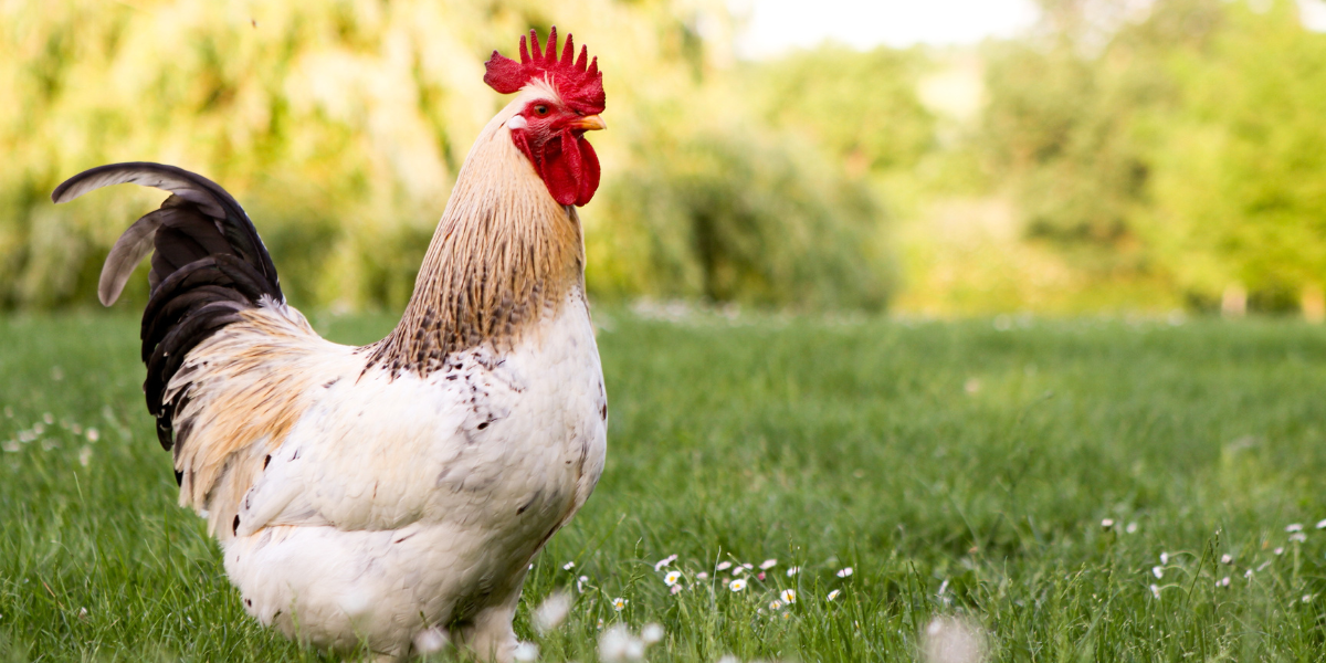 Purina Backyard Flock Talk