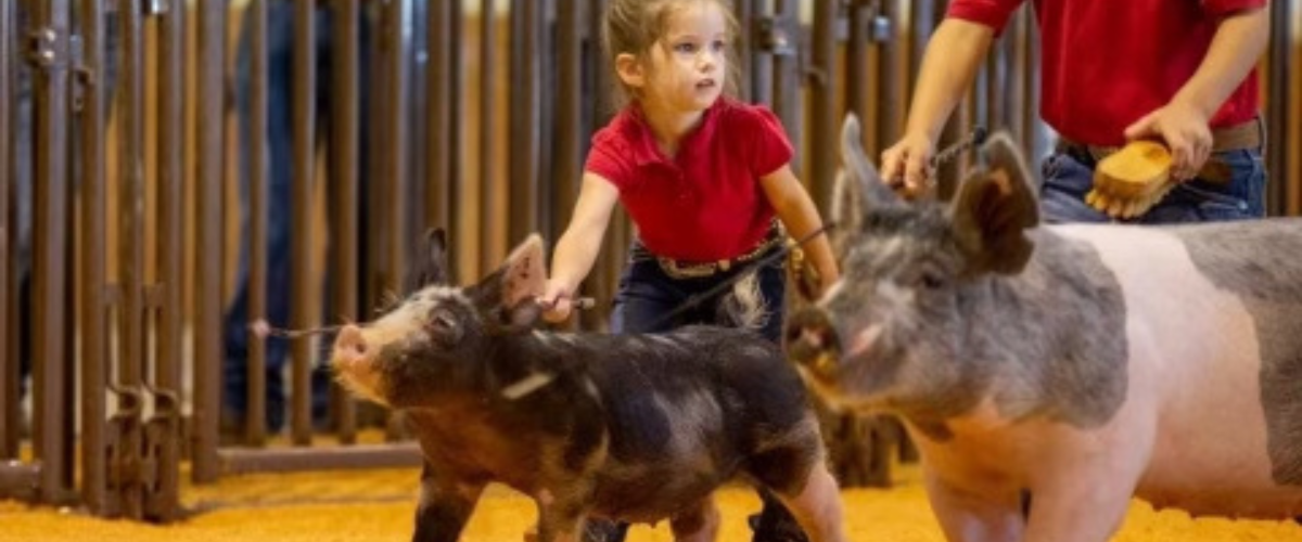 Show Pigs Arriving Soon